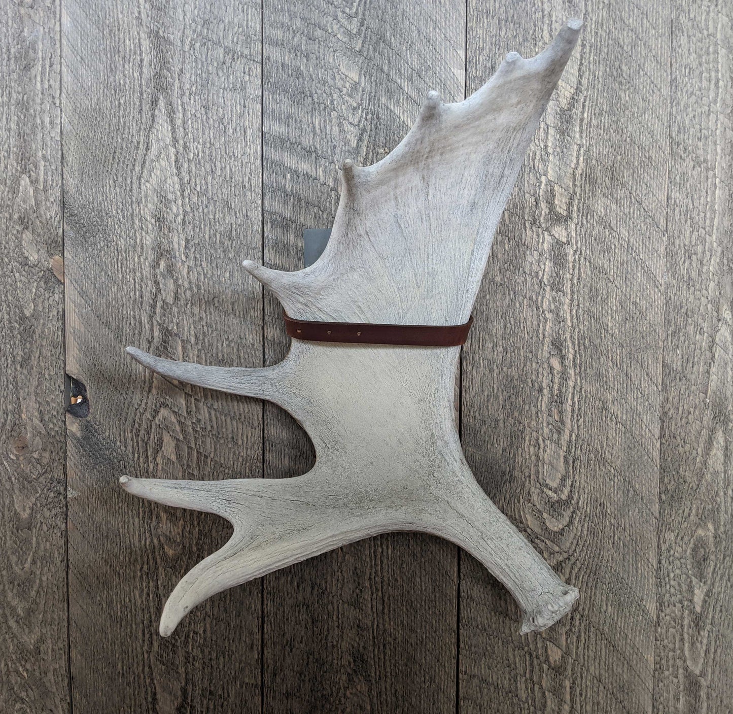 Shed moose antler displayed with a premium shed strap