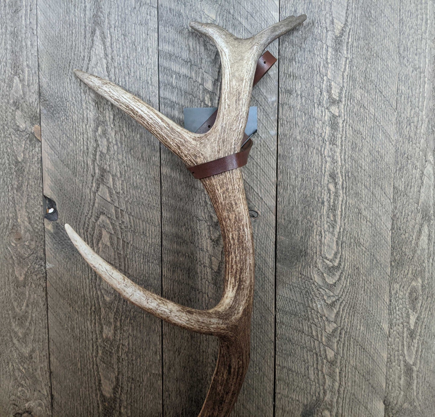 Shed elk antler displayed with a premium Shed Strap